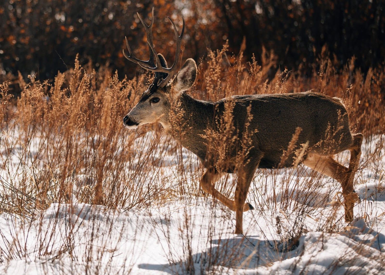 Ein Maultierhirsch-Bock läuft durch ein schneebedecktes Feld mit trockenem Gras in Colorado im Winter.